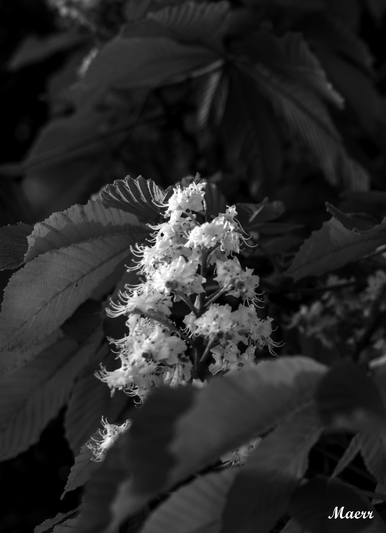 Flor de castaño de indias