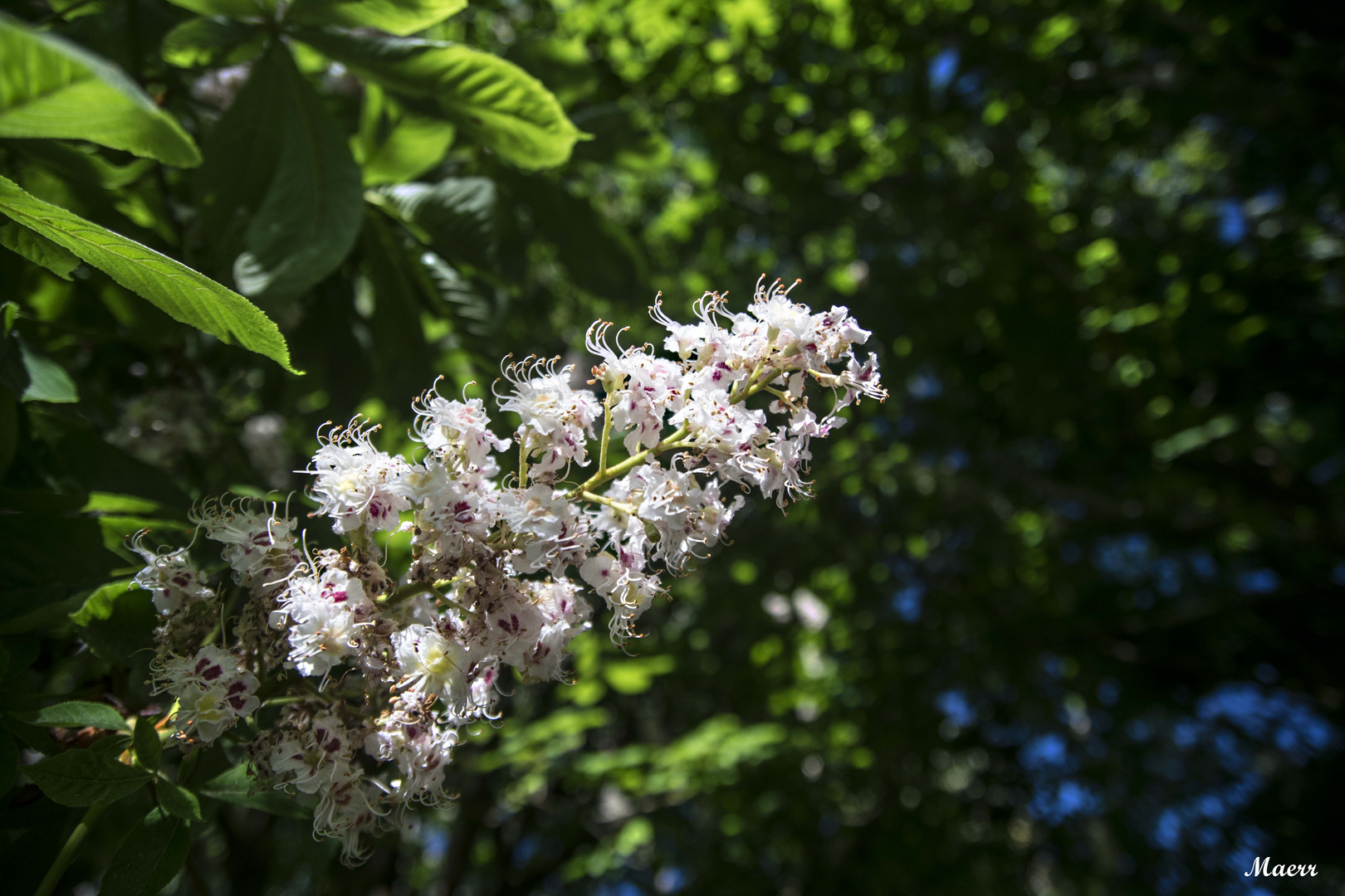 Flor de castaño de indias