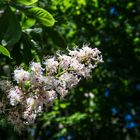 Flor de castaño de indias