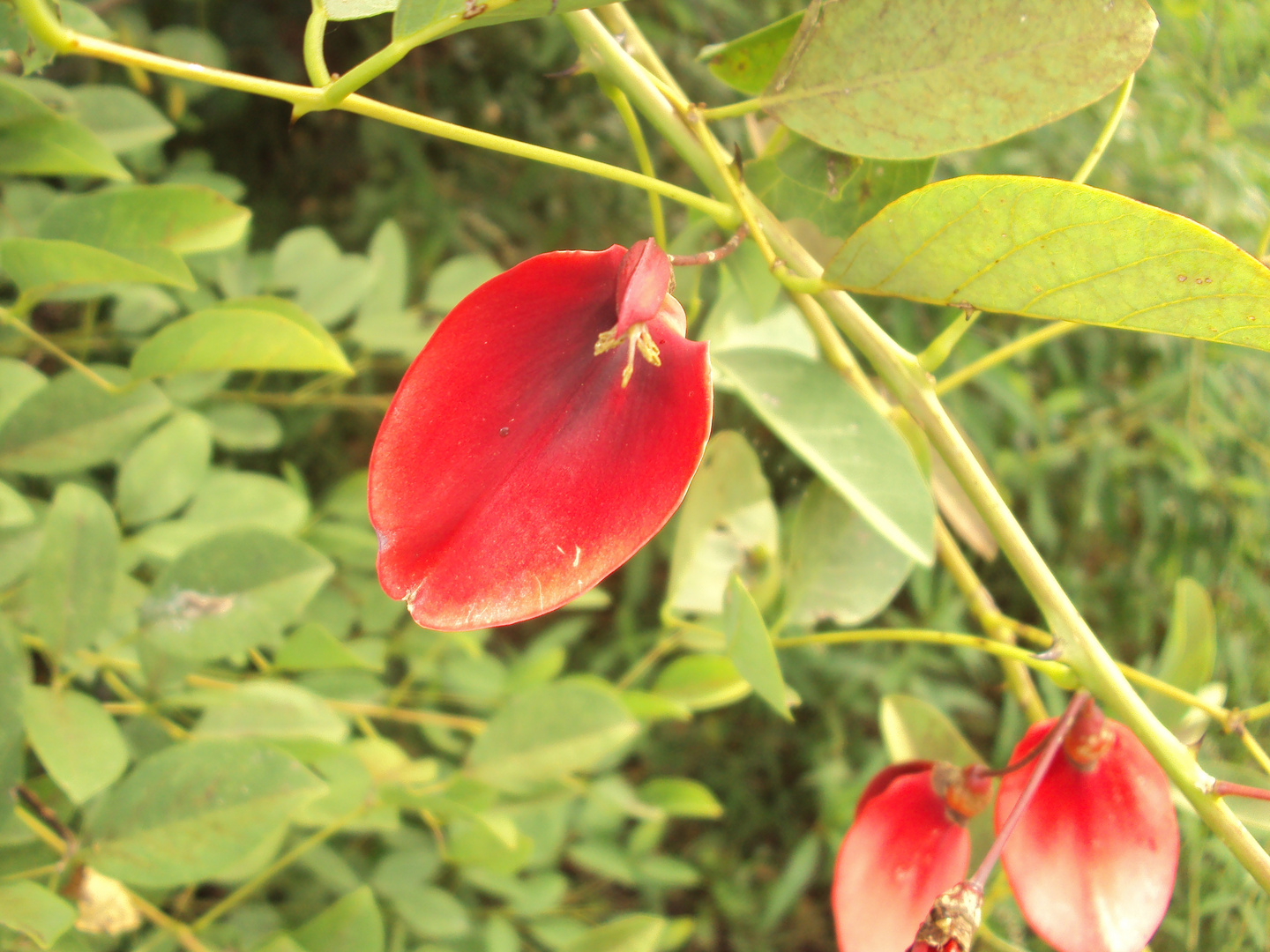 Flor de Ceibo