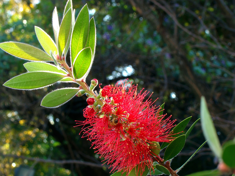 Flor de cepillo