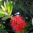 Flor de cepillo