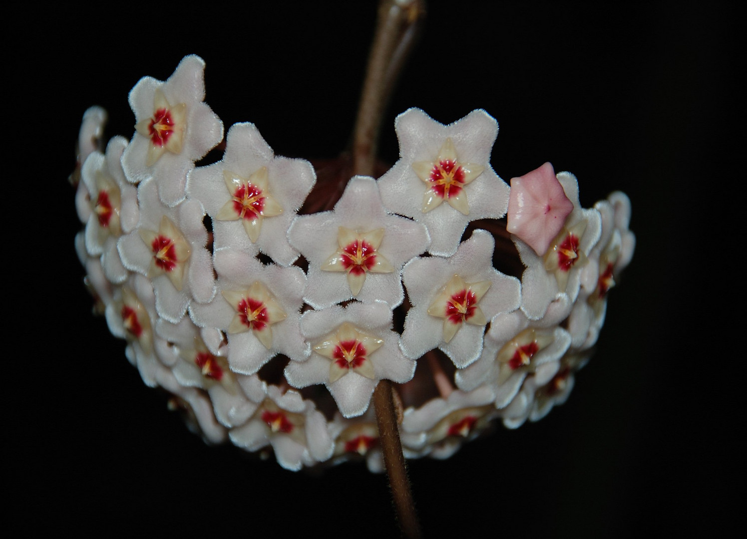 Flor de cera