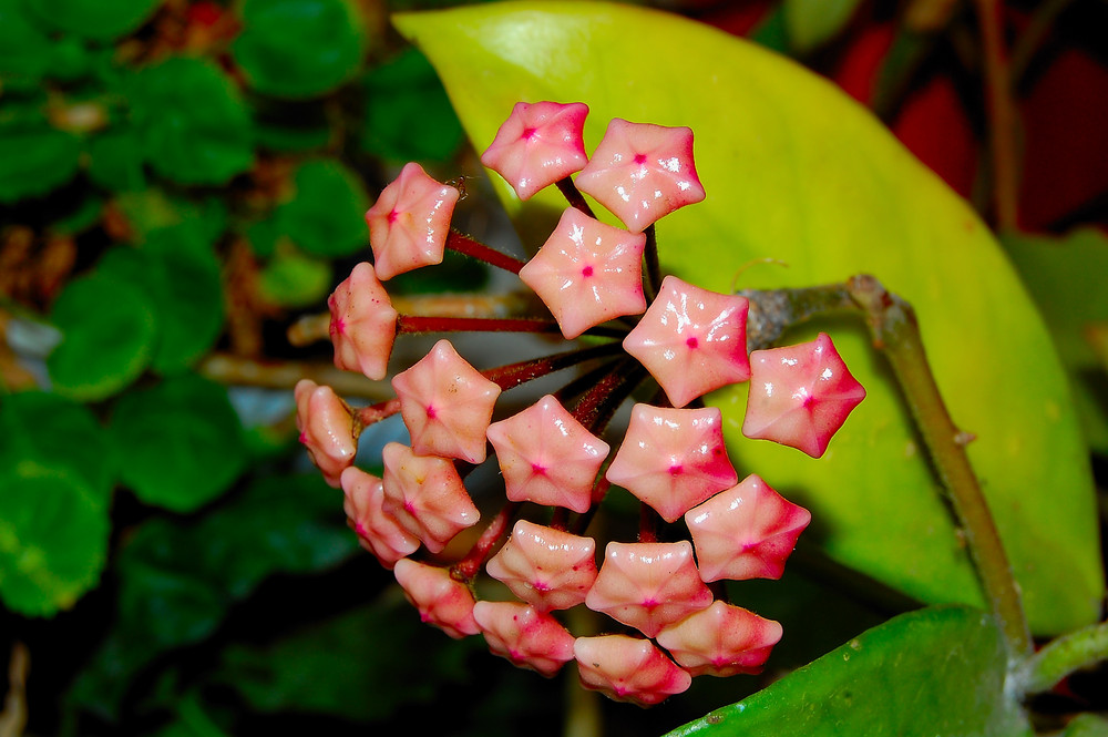 FLOR DE CERA EN BOTON