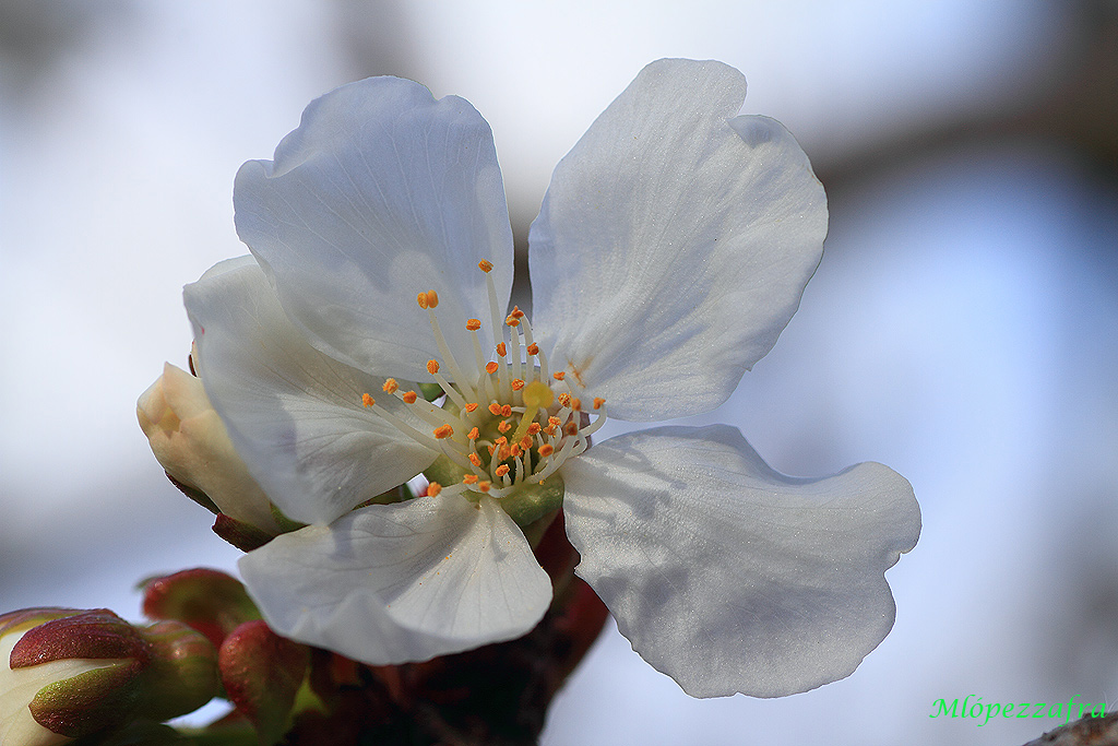 Flor de cerezo en el P.N. de Sierra Mágina.