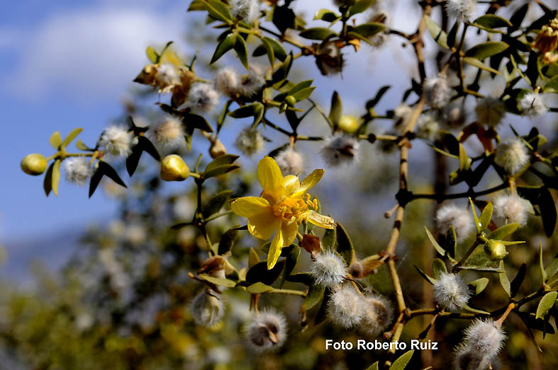 Flor de Chañar