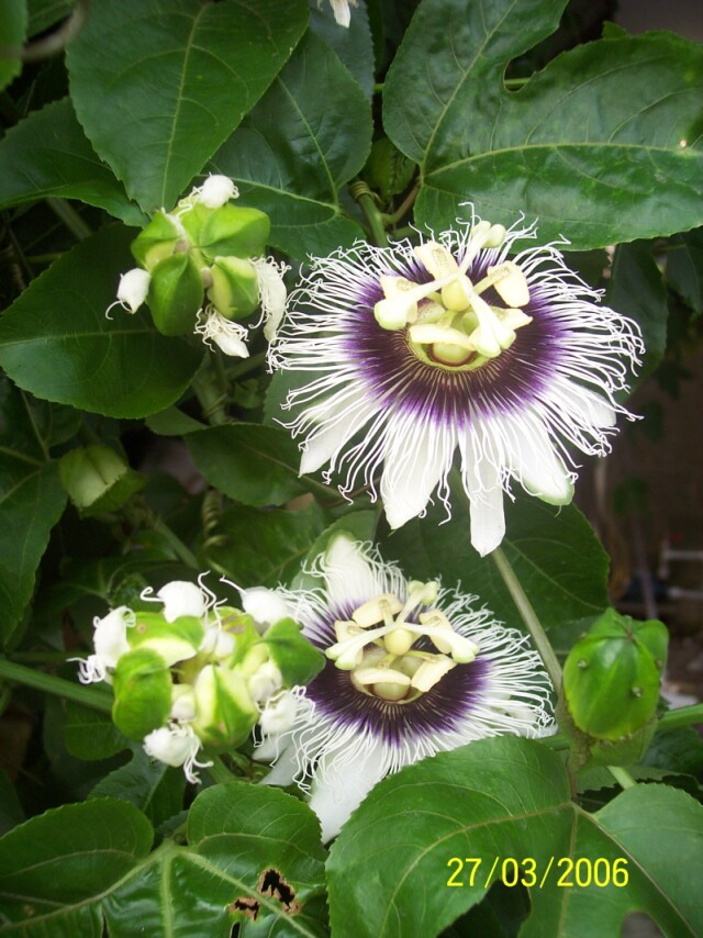 flor de chinola(maracuya)