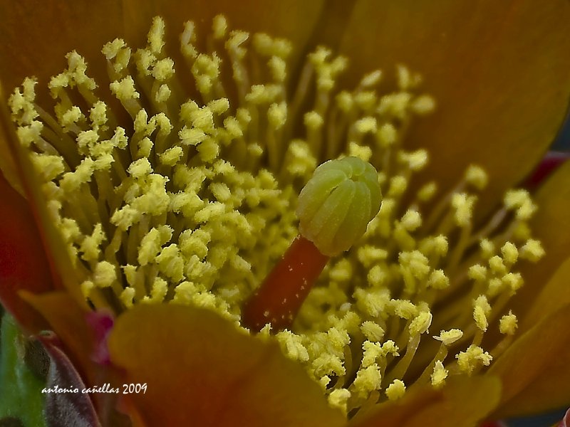 Flor de Chumbo