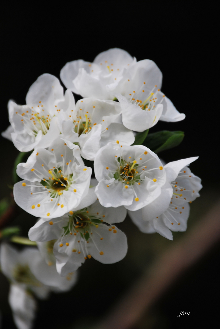 flor de ciruelo