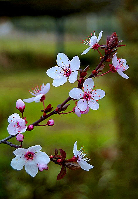 flor de ciruelo