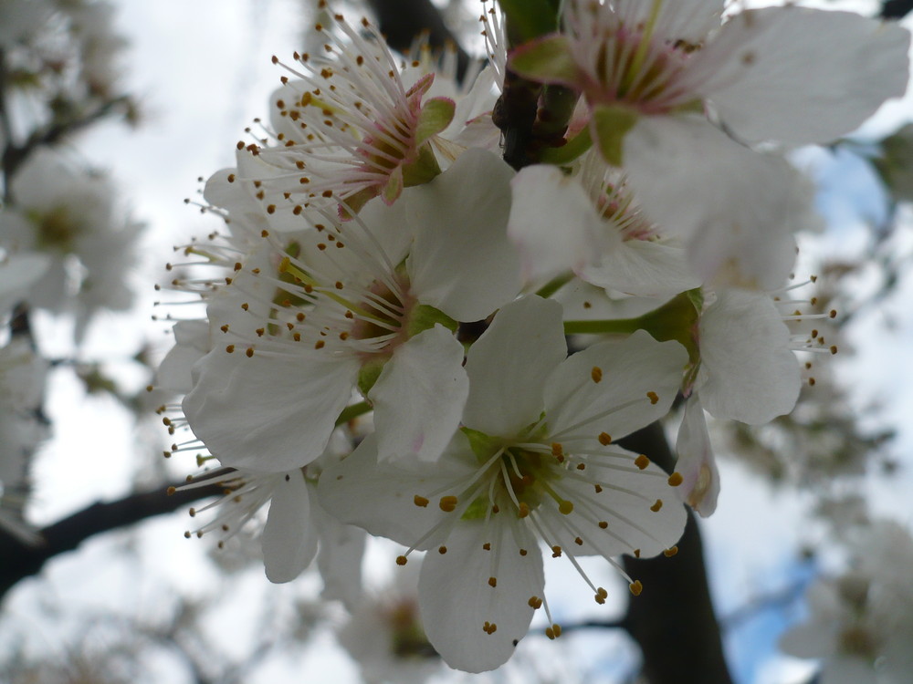 Flor de ciruelo