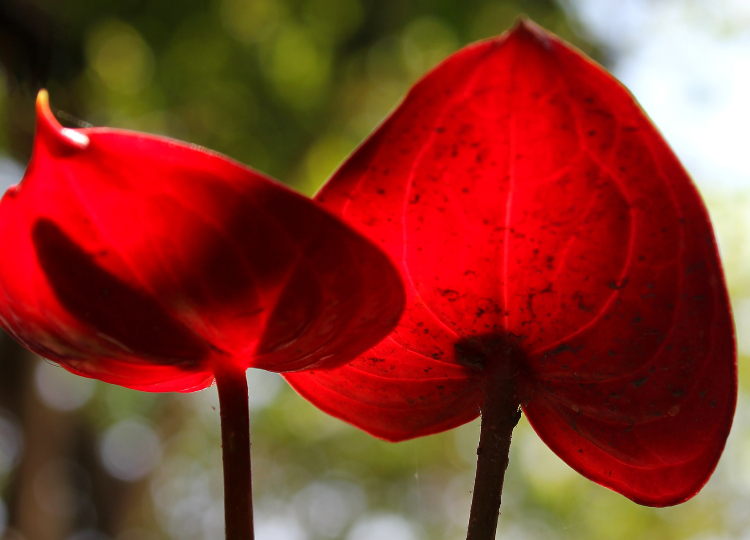 Flor de Corazon