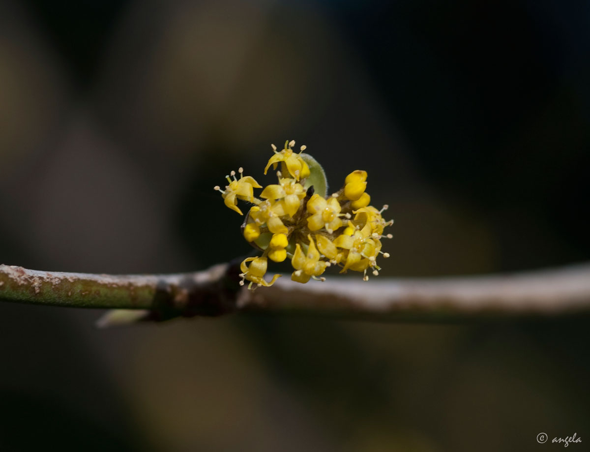 Flor de cornejo macho (cornus mas)