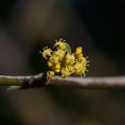 Flor de cornejo macho (cornus mas)