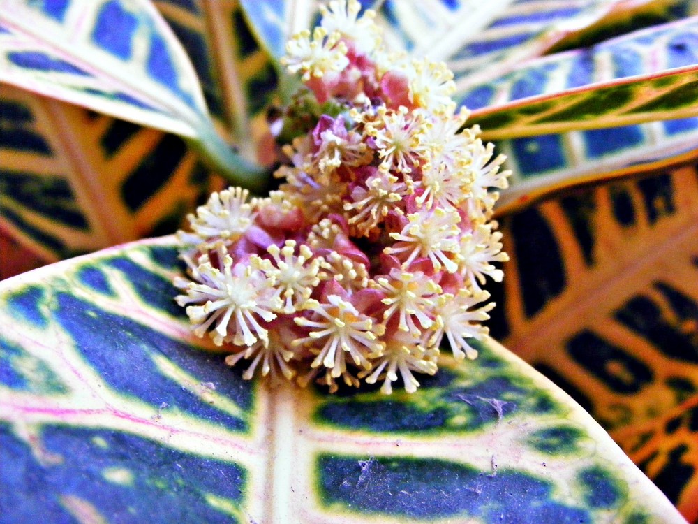 flor de croton