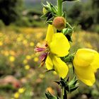 Flor de Diciembre...!!!!!