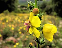 Flor de Diciembre...!!!!!