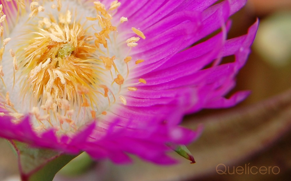 FLOR DE DIENTE DE LEÓN