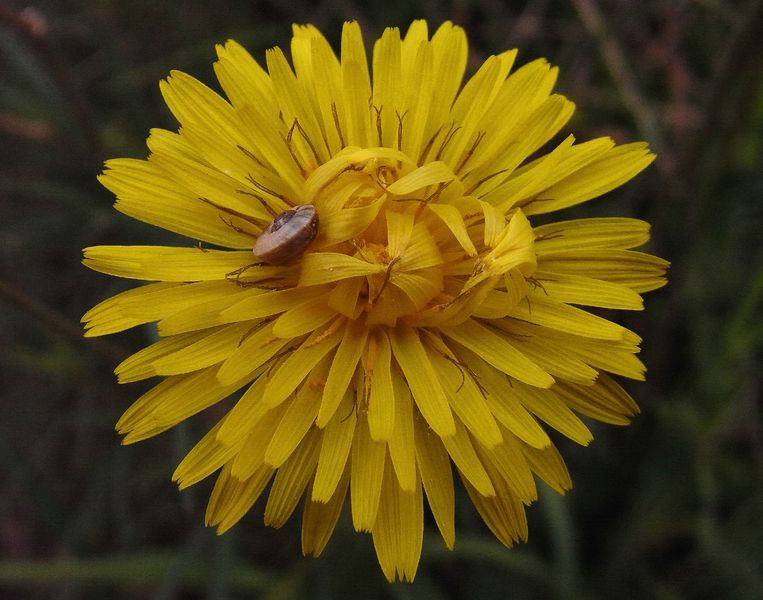 Flor de Diente de león