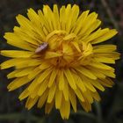 Flor de Diente de león