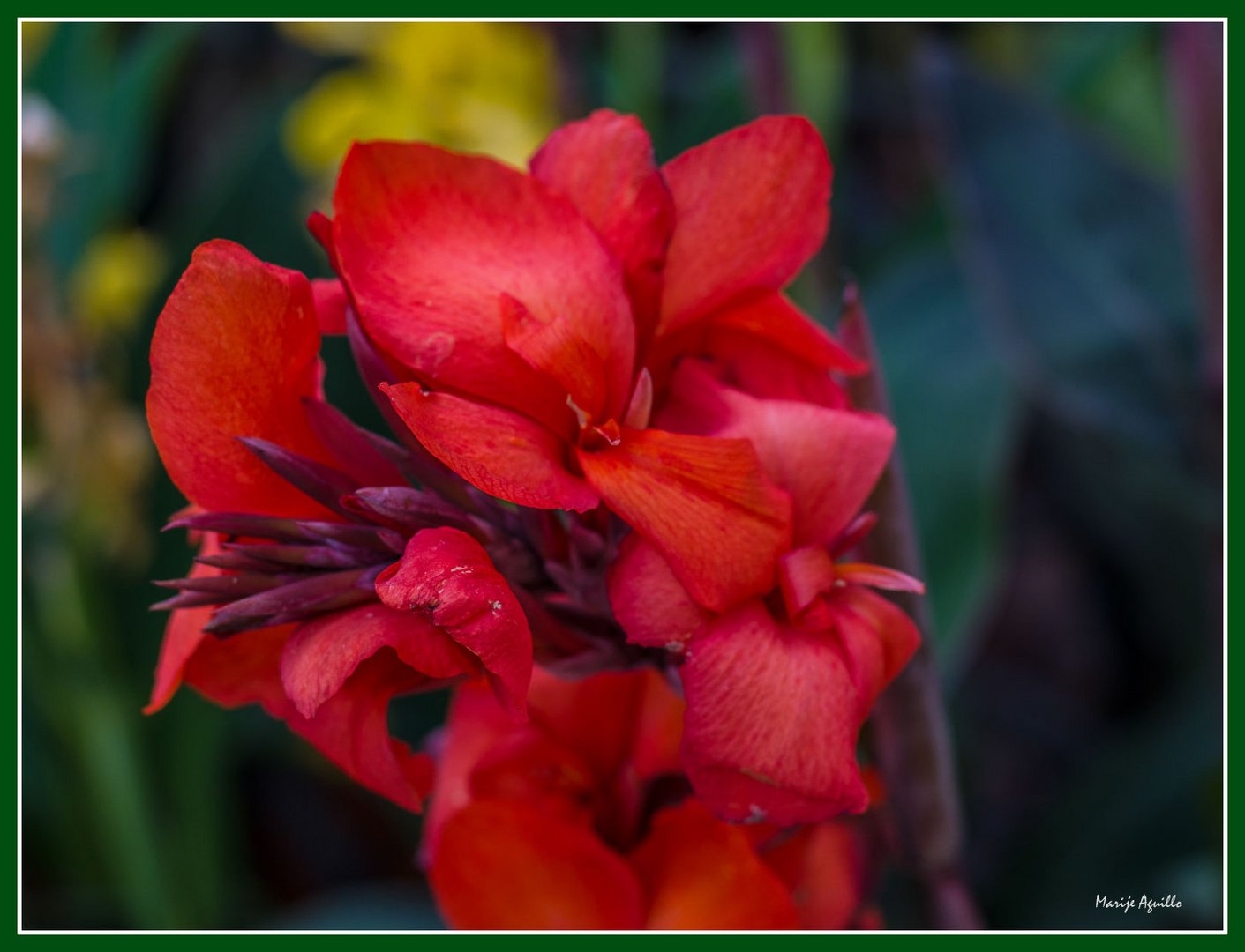 Flor de domingo