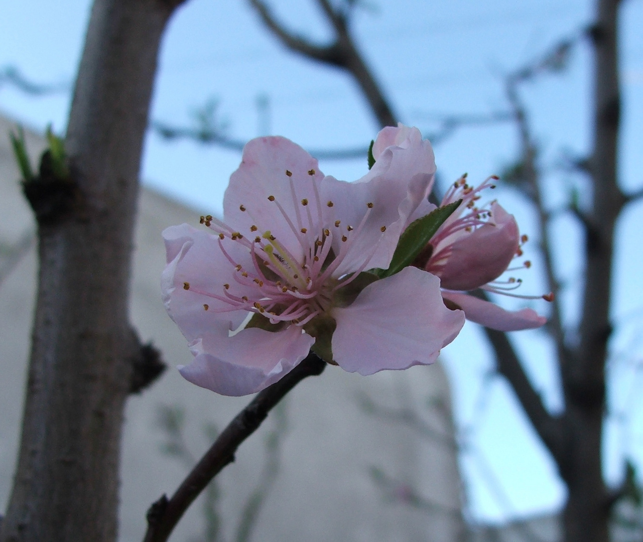 Flor de durazno