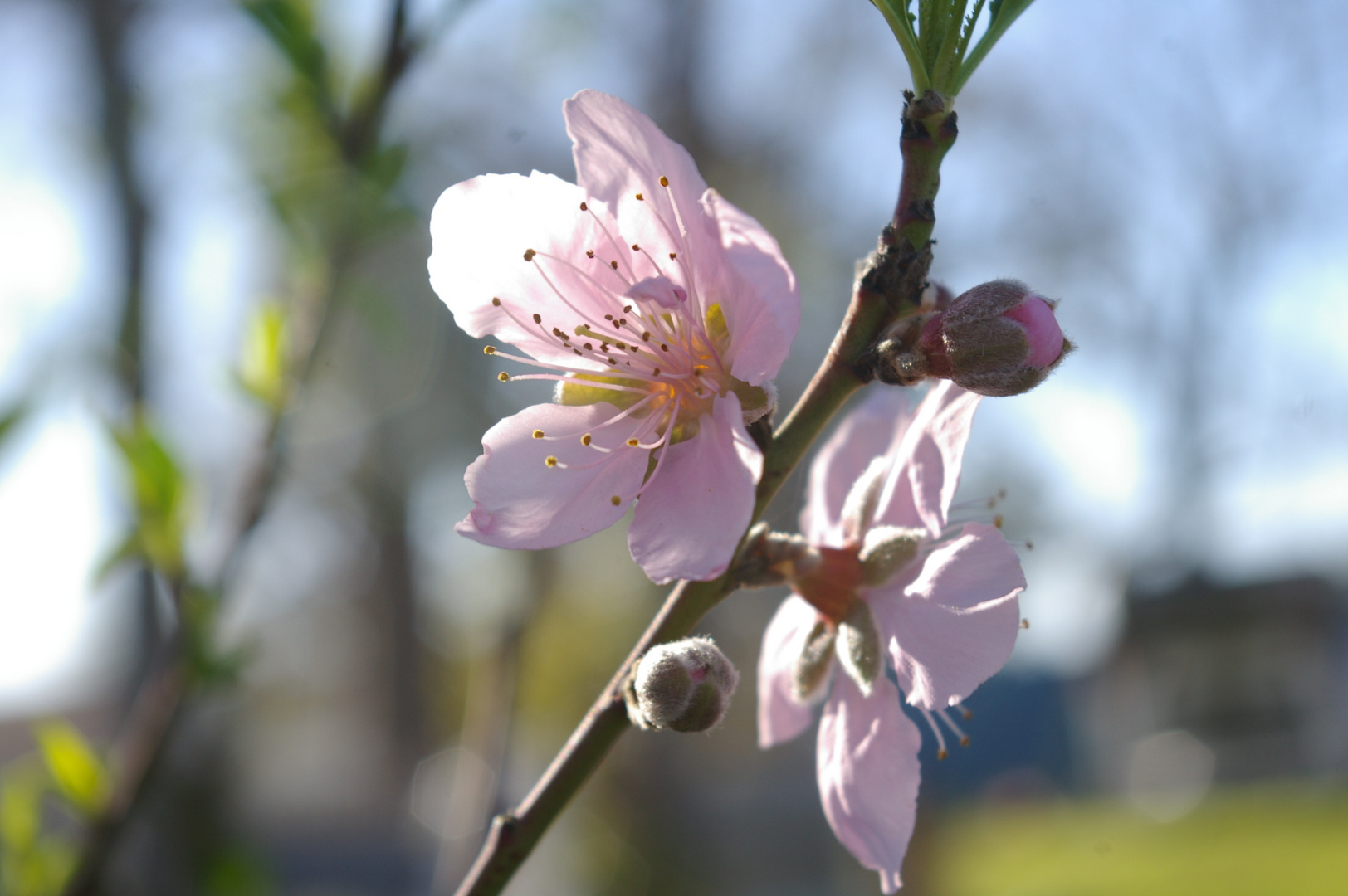 Flor de Durazno