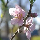 Flor de Durazno