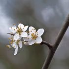 Flor de endrino (prunus spinosa)