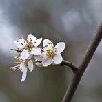 Flor de endrino (prunus spinosa)