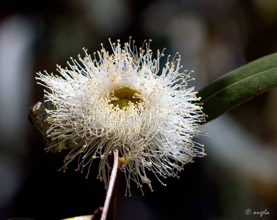 Flor de eucaliptus