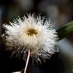 Flor de eucaliptus