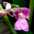 Flor de feijão