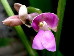 Flor de feijão