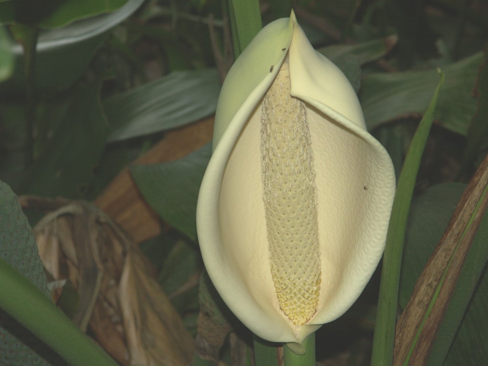 Flor de Filodendro 2