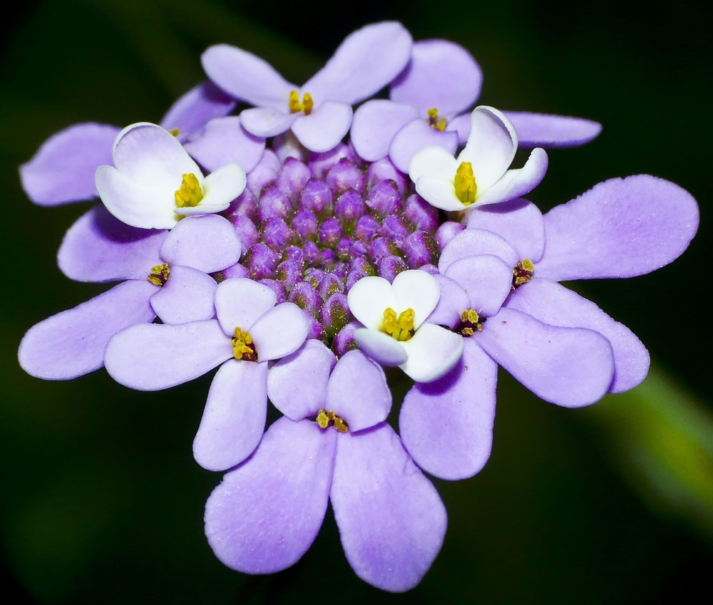 Flor de flores