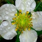Flor de fresa con gotas de lluvia