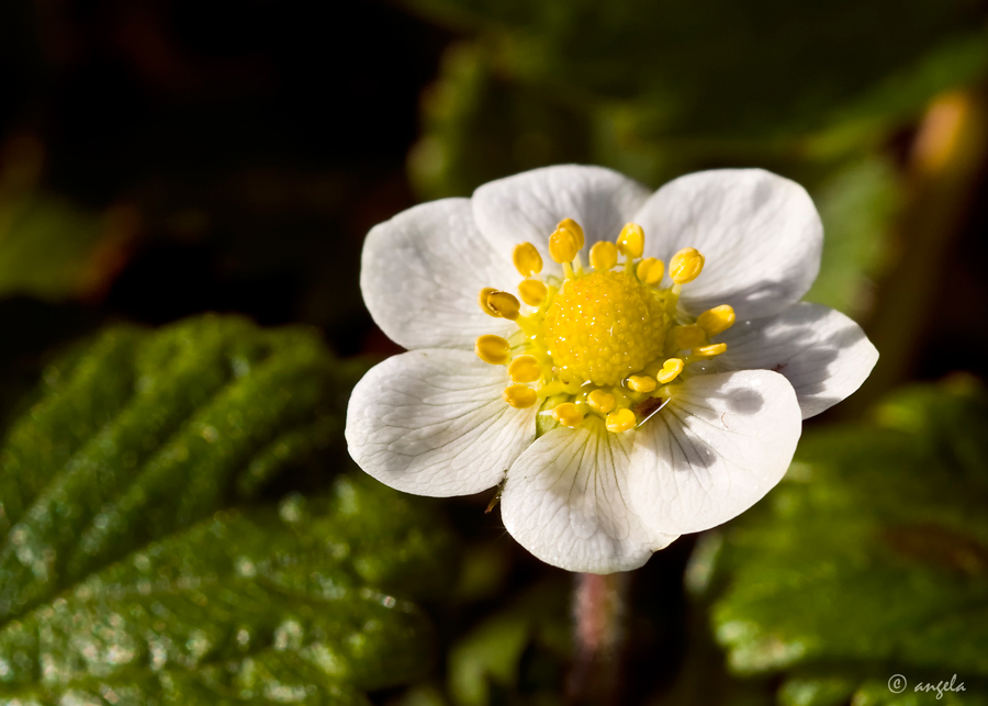 Flor de fresa silvestre