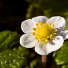 Flor de fresa silvestre