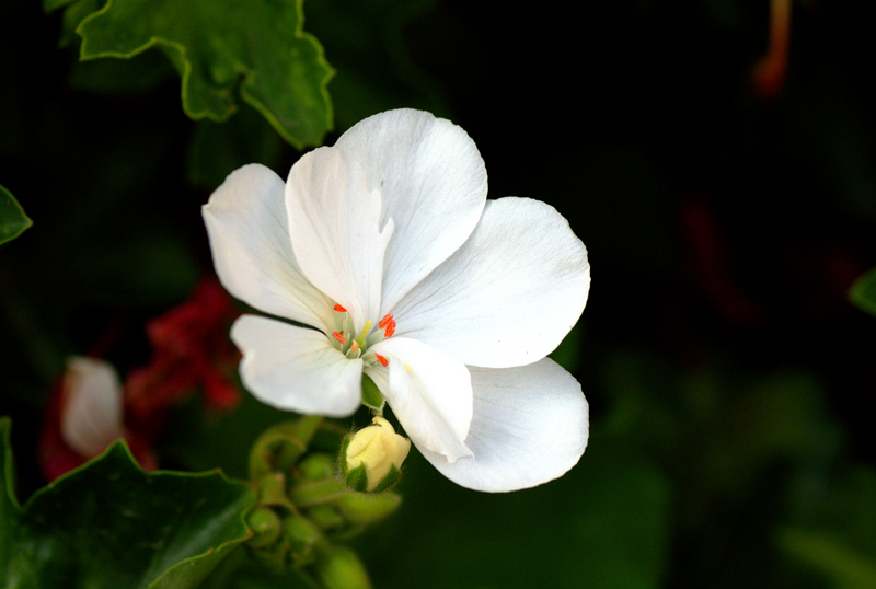 Flor de geranio