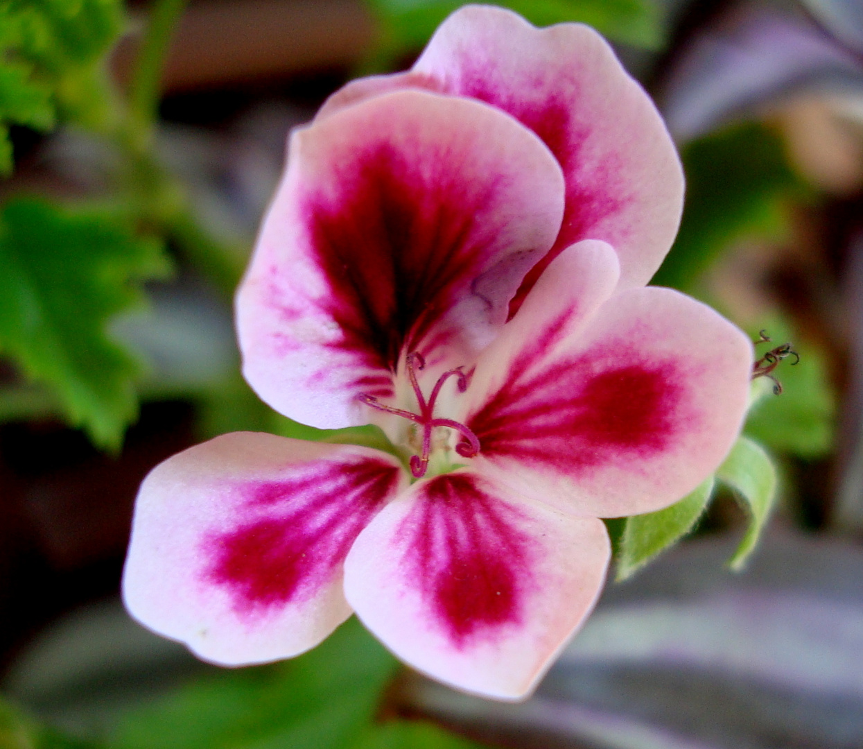 FLOR DE GERANIO