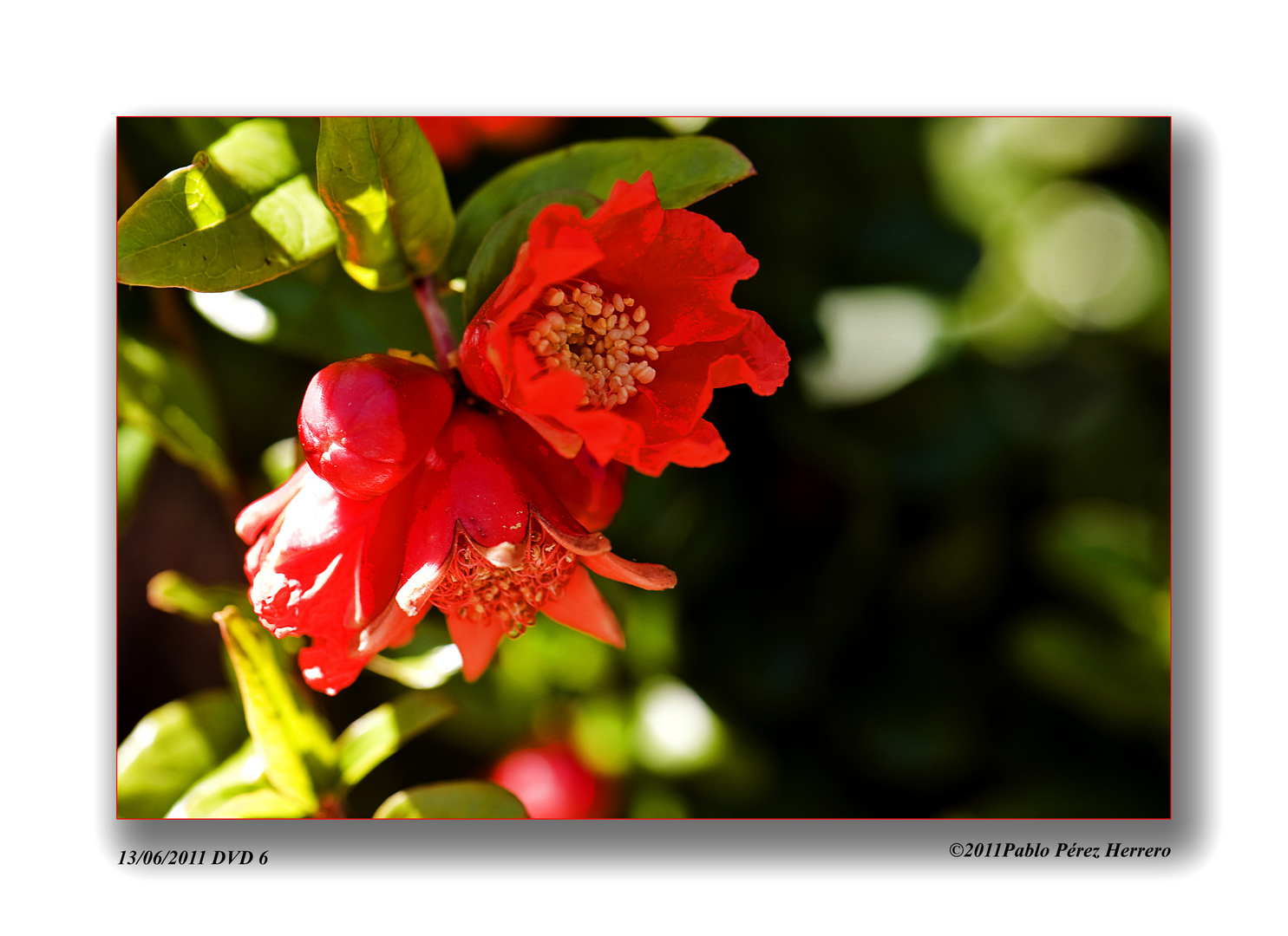 Flor de Granado