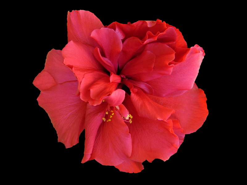 Flor de hibisco