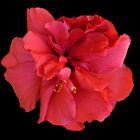 Flor de hibisco