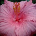 Flor de hibiscus