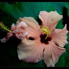 FLOR DE HIBISCUS