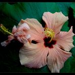 FLOR DE HIBISCUS