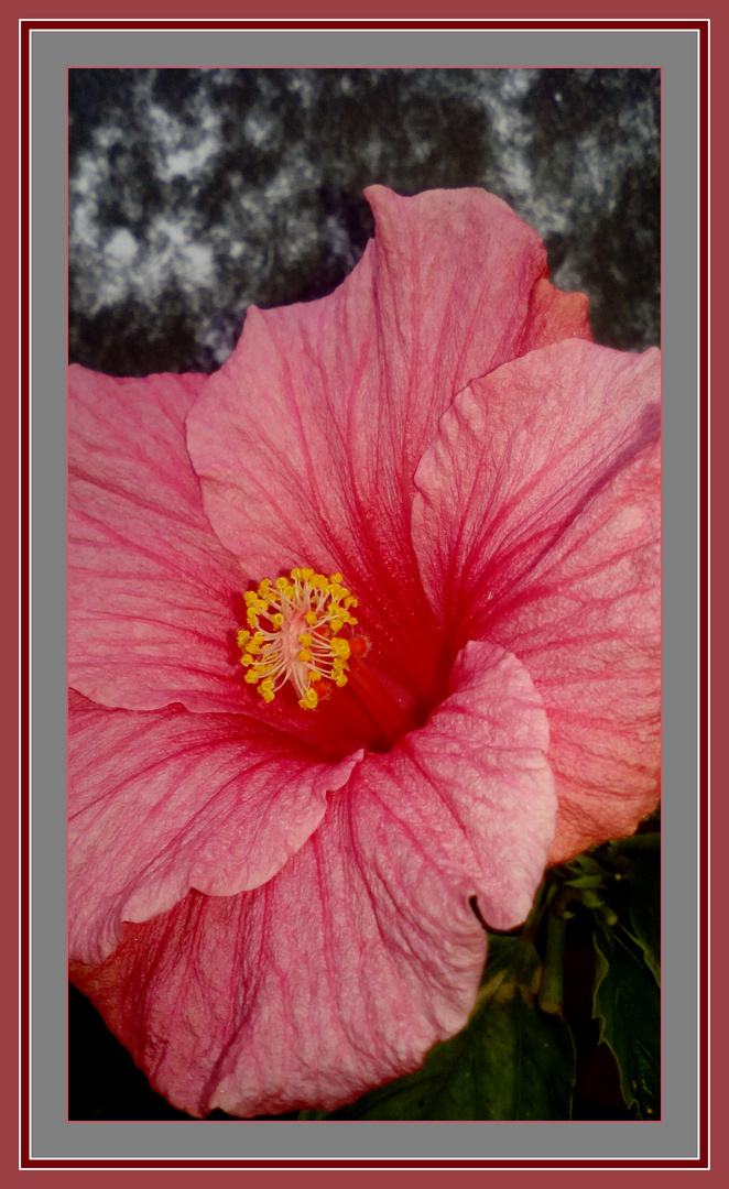 Flor de hibiscus