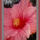 Flor de hibiscus