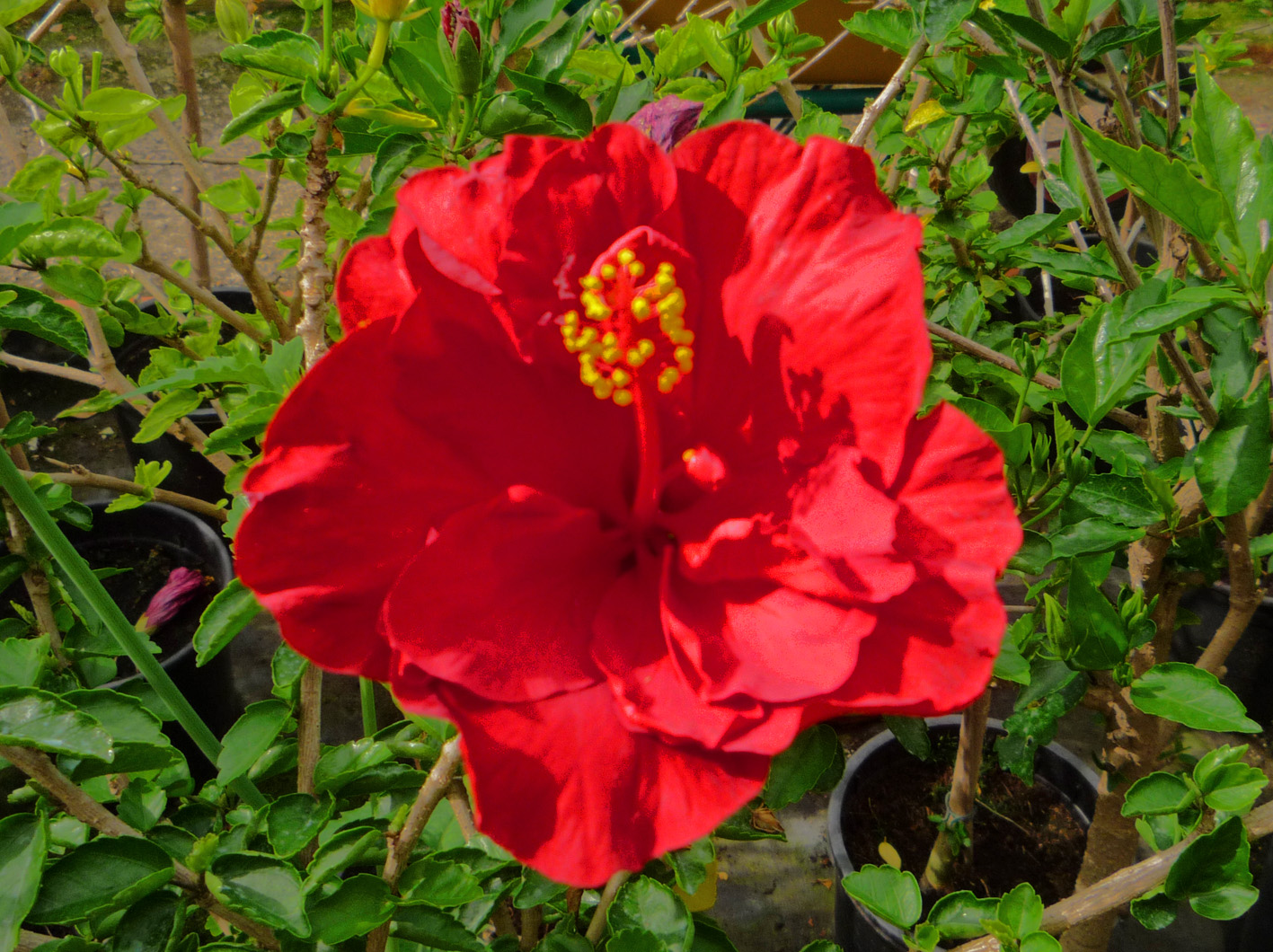 Flor de Hibiscus